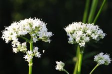 baldrian-3.jpg.abbb4f0cfde4f624266485bbb814633b.jpg