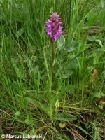 Dactylorhiza_majalis_HAHaspe060610_ML03.jpg.3ceede549f69d53807e57ba7bc53b3f6.jpg