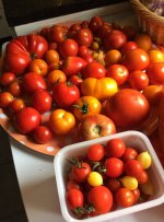 59882b4c1fd78_Tomatenernte.jpg.daf00a6866a8bcdf6a70fbce468261b8.jpg