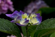 598df27f13a8d_Bildschirmfoto2017-08-11um17_09.06Kopie.jpg.c3c5738e2ad6a21b366ffacca5dc89bf.jpg
