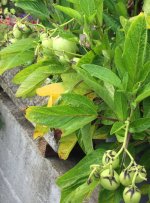 Pepinos.jpg.9f882efaf10d59da3ab13b625706b8d7.jpg