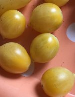 5991b3447dda2_Barryscrazycherry.jpg.bc4488da079570e5f2c34165b3966464.jpg