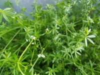 20170817_081246.jpg.bbab28ca600edf951f377e7886376149.jpg