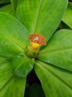 20170825_125223.jpg.2c78b46e2ca56e37a00cfc12572a0e7f.jpg