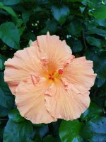 20170825_124757.jpg.67f55251da2257261bbd611c936f27b8.jpg