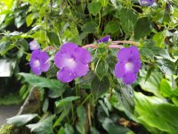 20170825_124732.jpg.668355126b9d1df0706efbca3ae96979.jpg