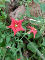 20170825_123645.jpg.295f9dfd7e0a07ffe030db90b855bcfa.jpg