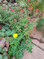20170825_123441.jpg.c232af3d3f02c5cd8a8fbd953e5a7476.jpg