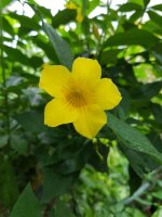 20170825_123249_001.jpg.e279ffae0987c63d68f01b6de2644a2b.jpg