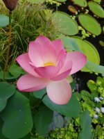 20170825_121127.jpg.825f4a01b58edddef949de38cef49c3f.jpg