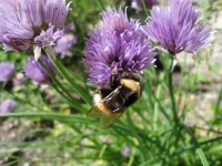 59c8287dacf72_GartenPura2010041.JPG.a1654a4447c29a269a2ab3b2383abd49.JPG