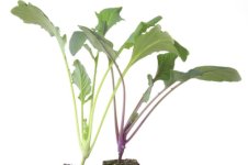 Kohlrabi-Säen-860x573.jpg