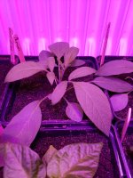 20180224_083354.jpg