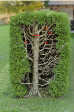 Thuja jpeg.png