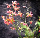 25 April 2018-elfenblume 7.jpg
