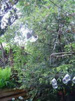 17 Mai 2018-gartenblühen-2.jpg