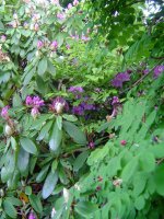 17 Mai 2018-gartenblühen-14.jpg