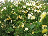 rampler-rose.jpg