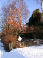 winter-18.jpg