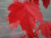 rot-ahorn-m008027_w_0.jpg