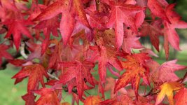 liquidambar-styraciflua-worplesdon-autumn-leaves-2.jpg