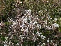 IMG_3737.jpeg