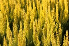 baumheide-alberts-gold-m079906_h_0@2x.jpg