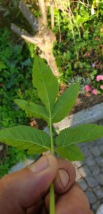 20190420_084206.jpg