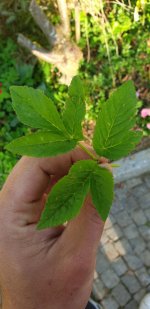 20190420_084213.jpg