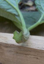 Arctium_lappa_Grote_klit.jpg