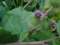 Arctium_lappa.jpg