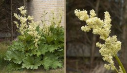 2560px-Rheum_rhaponticum_A.jpg