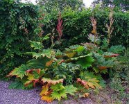 Rheum_officinale_001.JPG