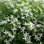 clematis-little-white-charm-immergruen.jpg