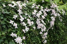Clematis_FranzBeckers.jpg
