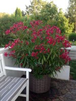 IMG_4989.jpeg