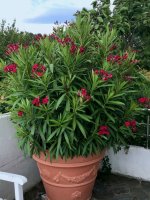 IMG_4829.jpeg