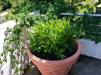 IMG_8920.jpeg