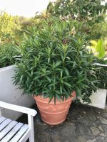 IMG_2011.jpeg