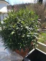 IMG_3635.jpeg