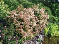 IMG_4157.jpeg