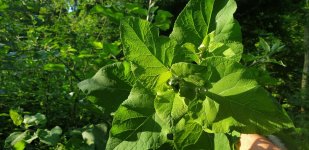 20190619_073601.jpg