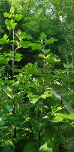 20190619_073530.jpg