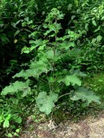 2199 Arctium lappa a.jpg