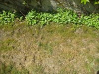 Garten2.jpg