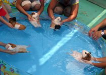 Guinie-Pig-Spa-096.jpg